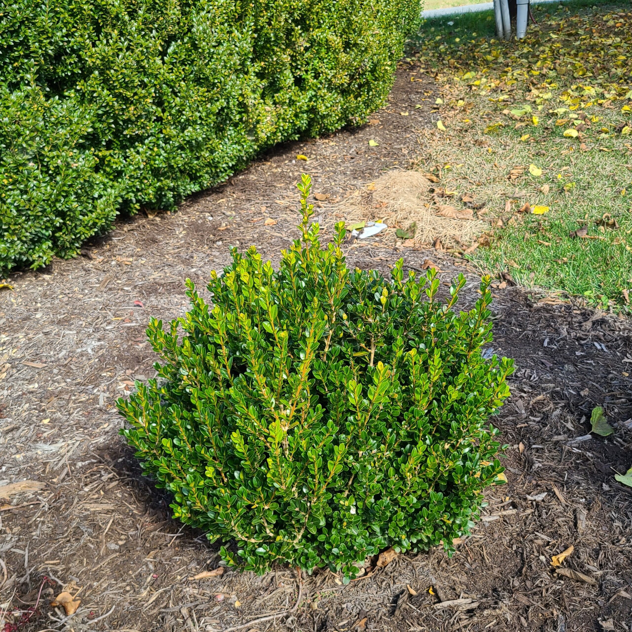 Buxus microphylla 'LP03' Little Mister® PP36215