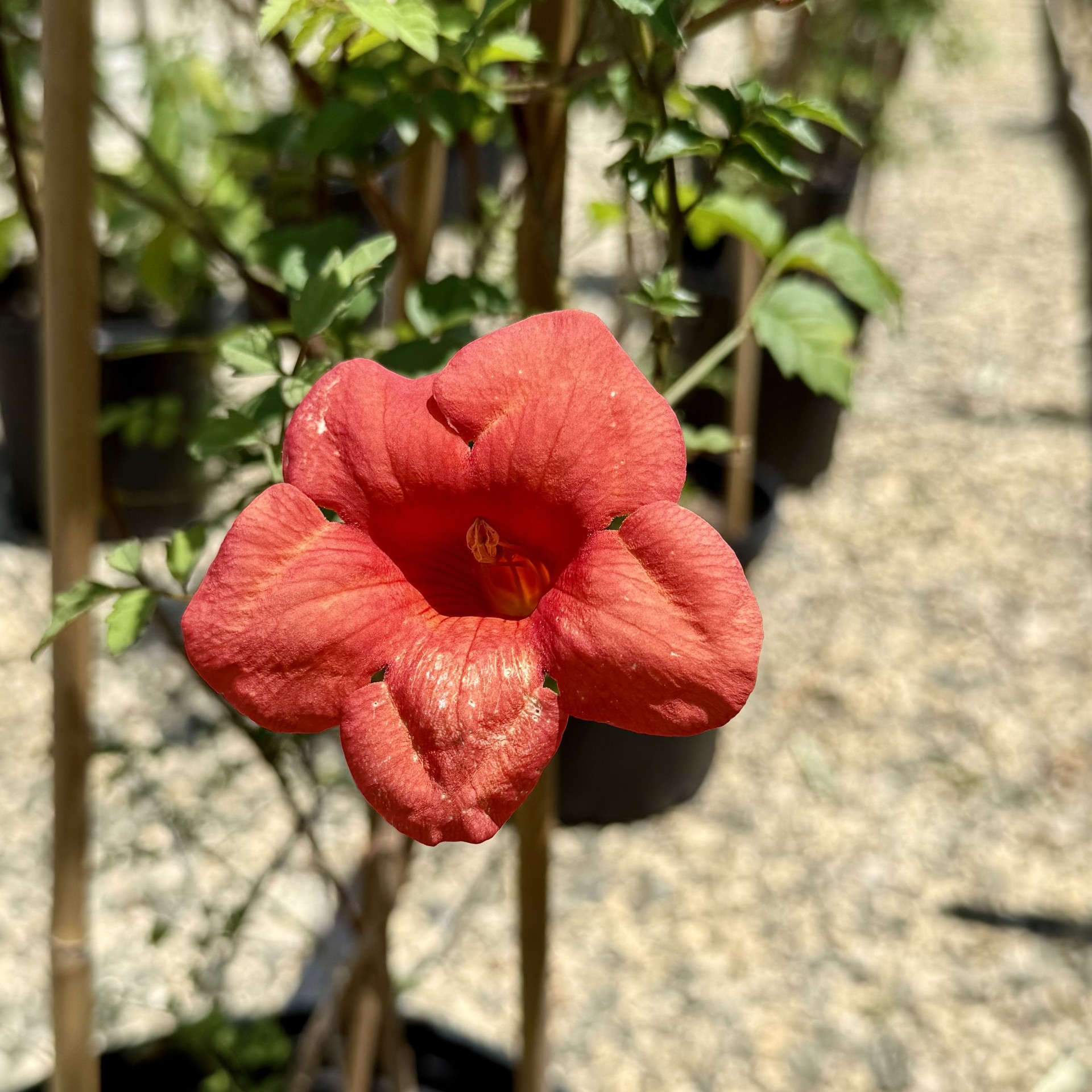 Campsis x tagliabuana 'Madame Galen'