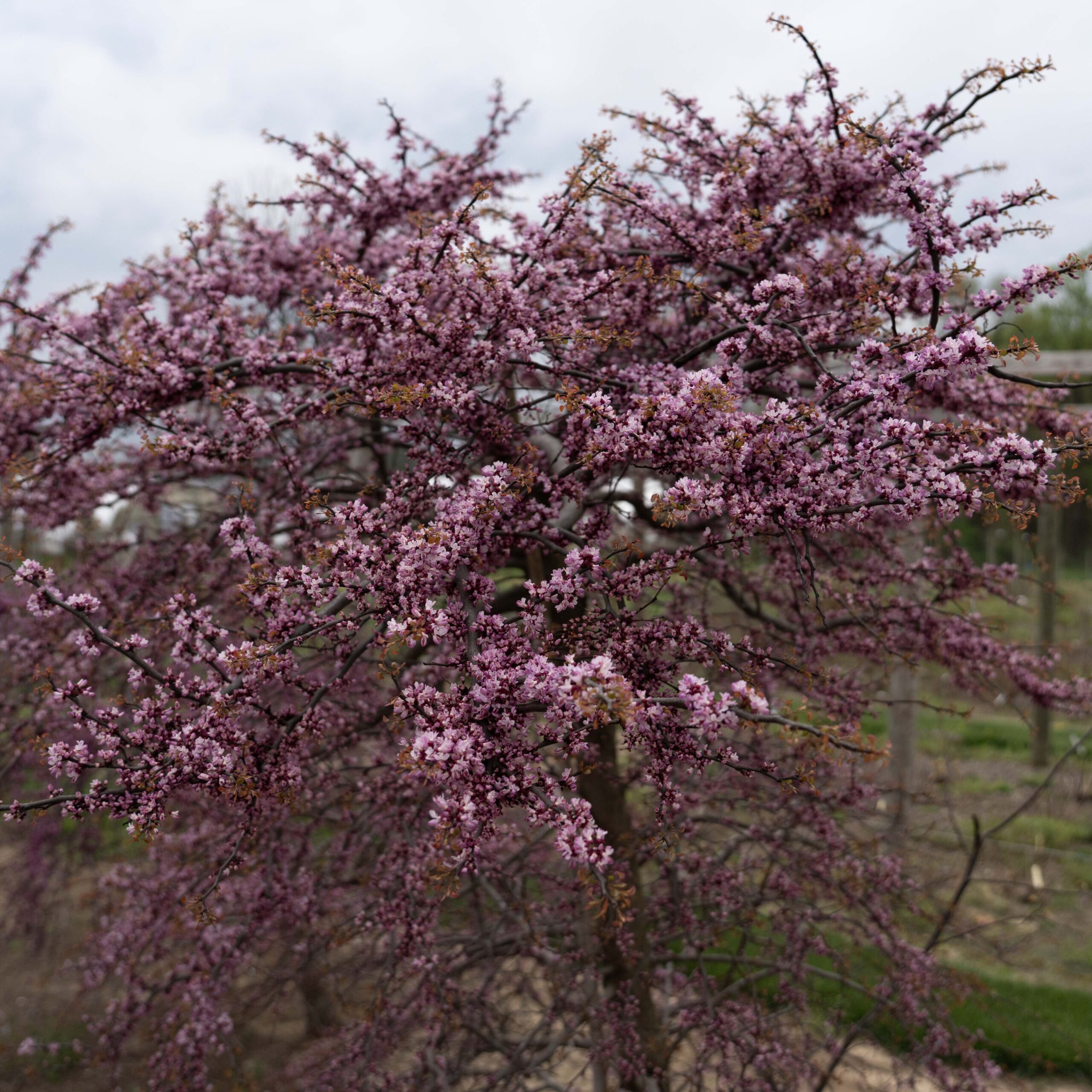 Cercis canadensis 'NC2017-9' Garden Gems® Emerald Falls™ PP35634 - Image 2