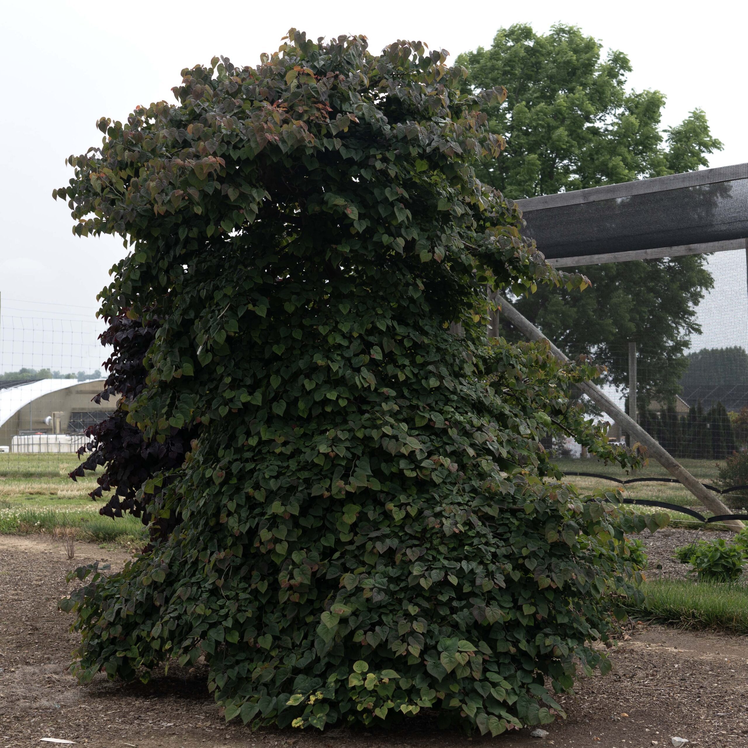 Cercis canadensis 'NC2017-9' Garden Gems® Emerald Falls™ PP35634